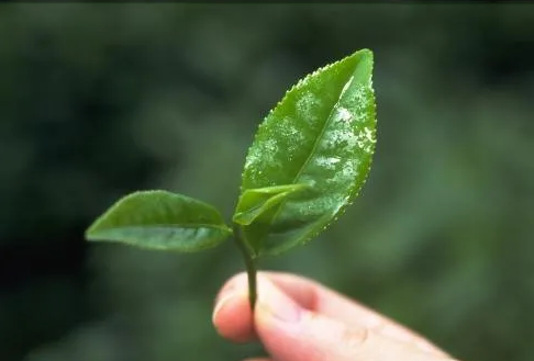 遠紅(hong)外加熱技術在茶葉加工中的應用